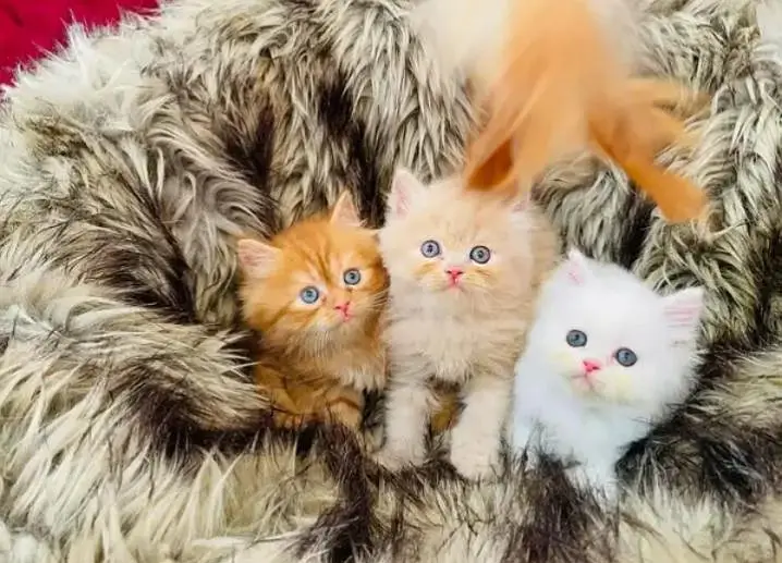Persian cat triple cod for sale, — photo 2
