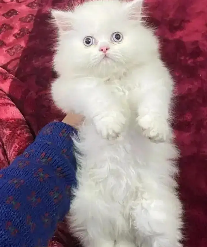 Persian cat triple cod for sale, — photo 3
