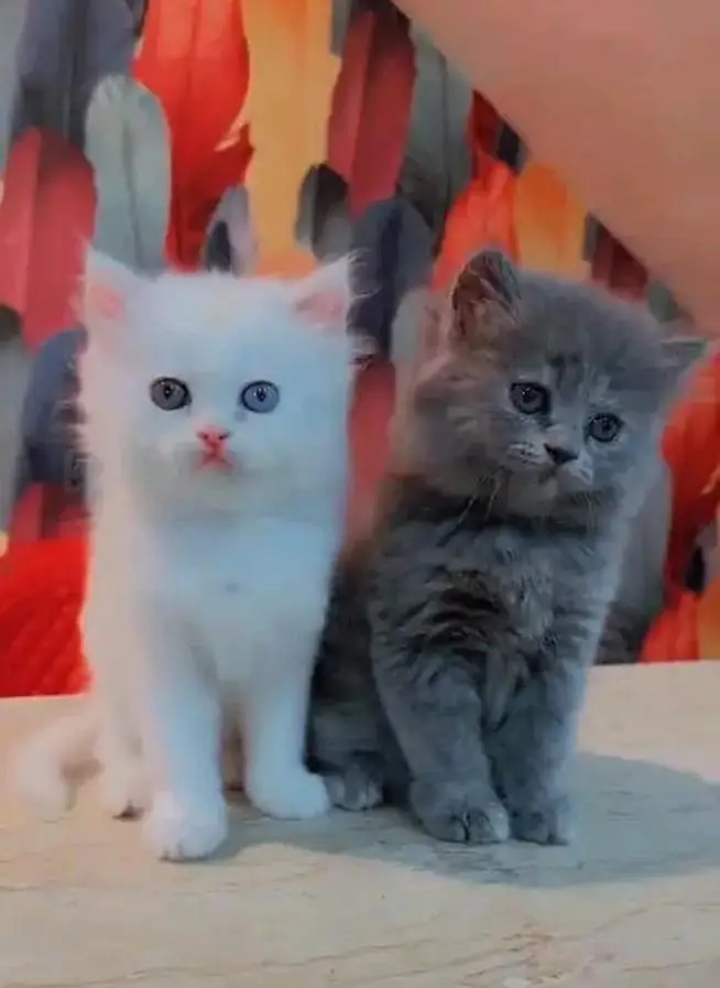 Persian cat triple cod for sale, — photo 9