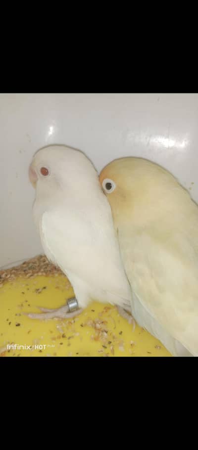 2 pair love birds available. . . .