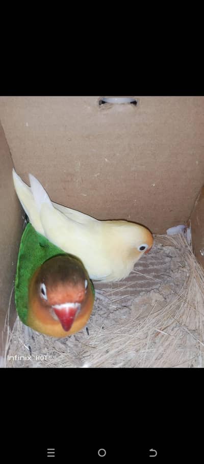 love birds available. . . .