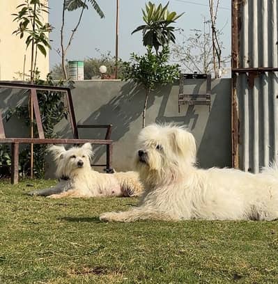 Top Quality Poodle Puppies Available for sale