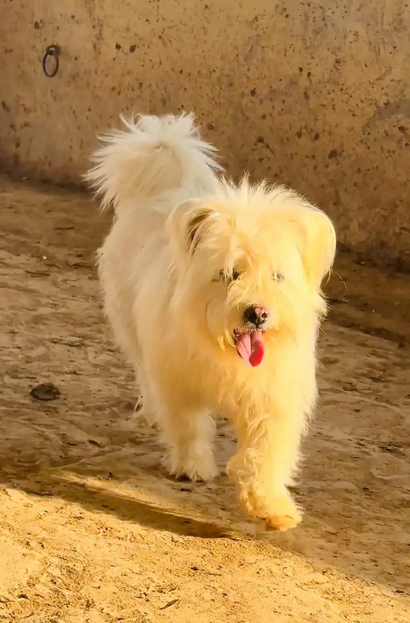 Top Quality Poodle Puppies Available for sale — photo 2