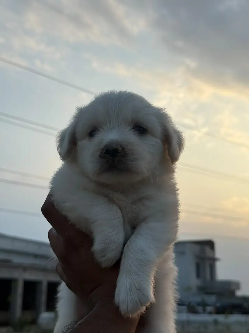 Top Quality Poodle Puppies Available for sale — photo 4