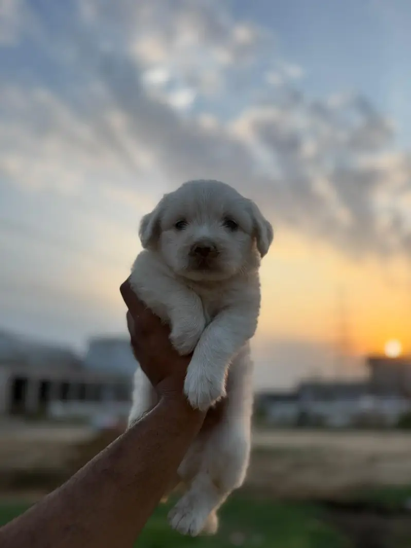Top Quality Poodle Puppies Available for sale — photo 5