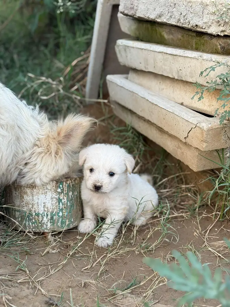 Top Quality Poodle Puppies Available for sale — photo 6