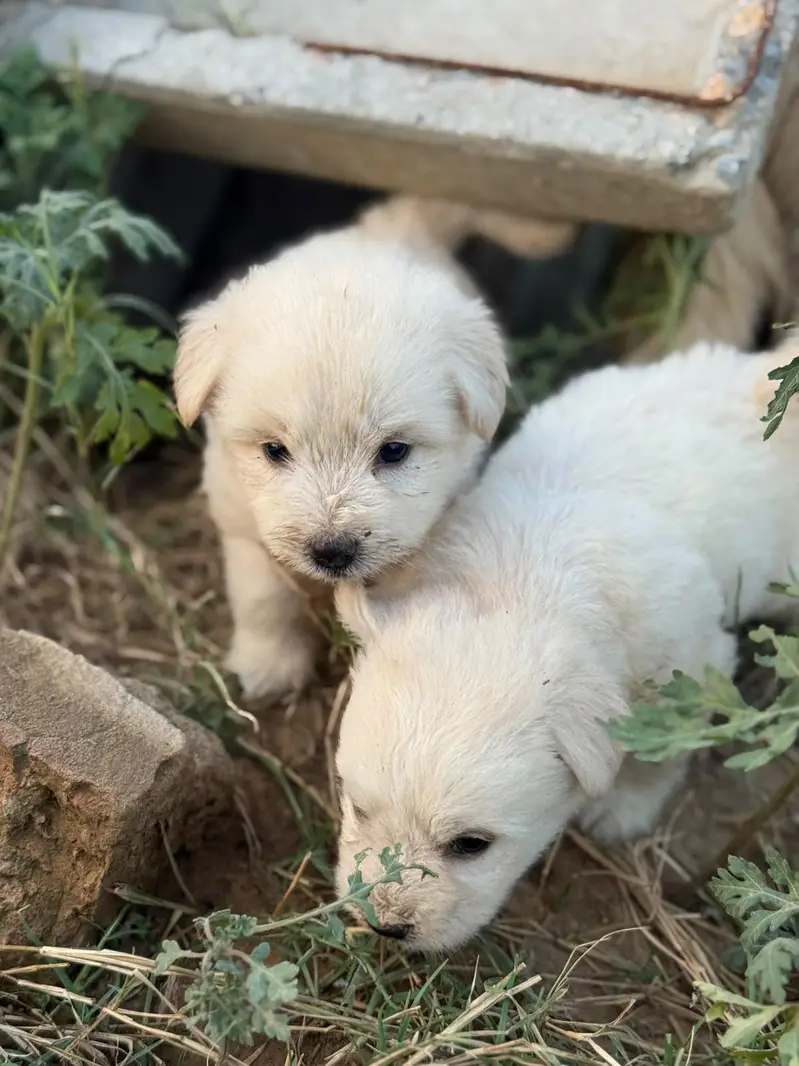 Top Quality Poodle Puppies Available for sale — photo 7