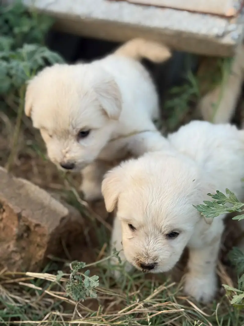 Top Quality Poodle Puppies Available for sale — photo 8