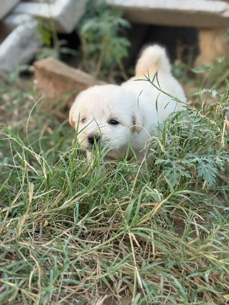 Top Quality Poodle Puppies Available for sale — photo 9
