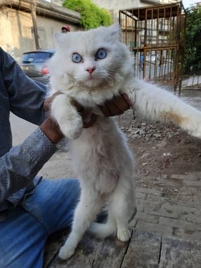 Persian Male cat