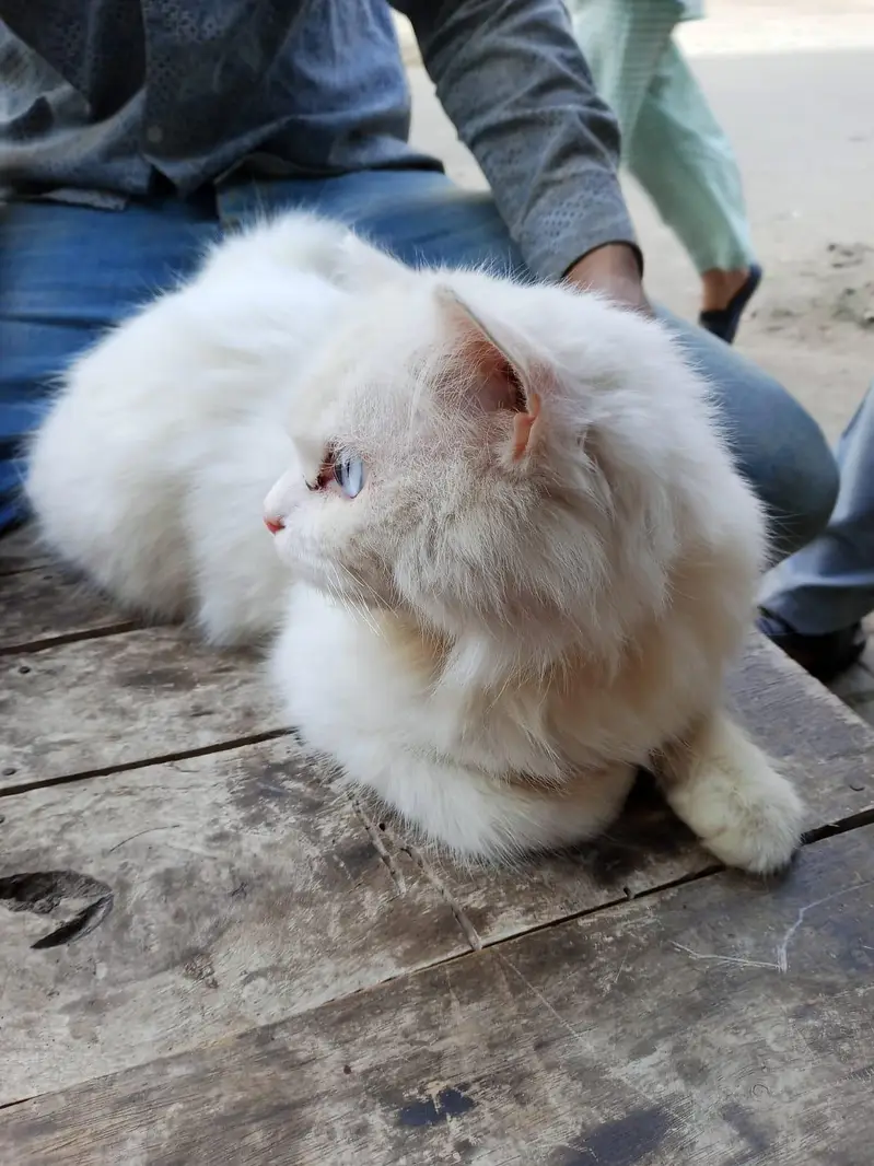 Persian Male cat — photo 2