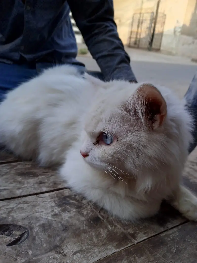 Persian Male cat — photo 3