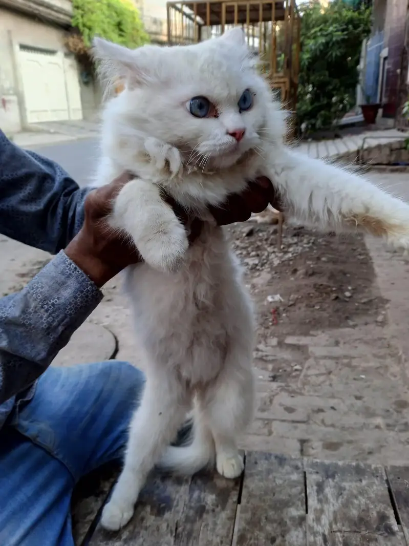 Persian Male cat — photo 4
