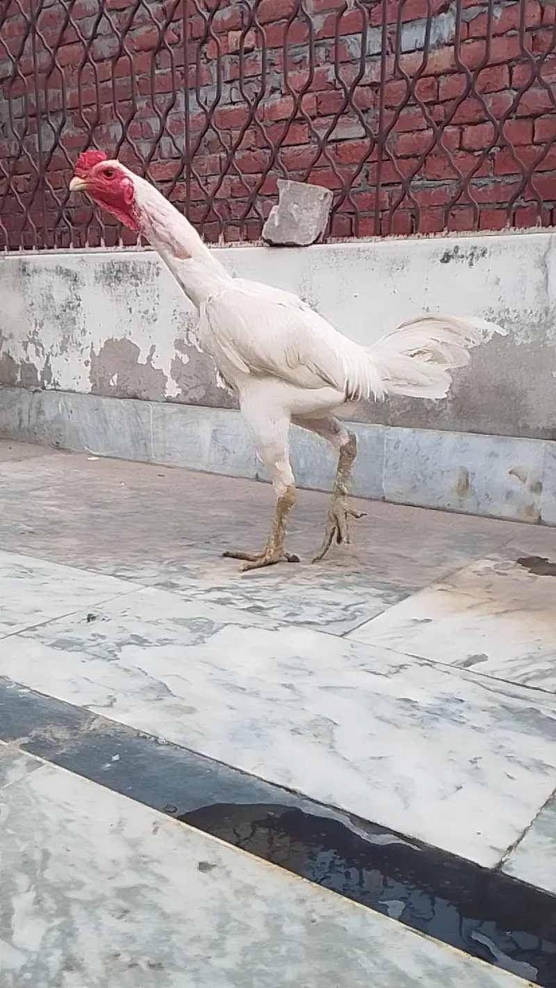 paper white aseel thai — photo 3