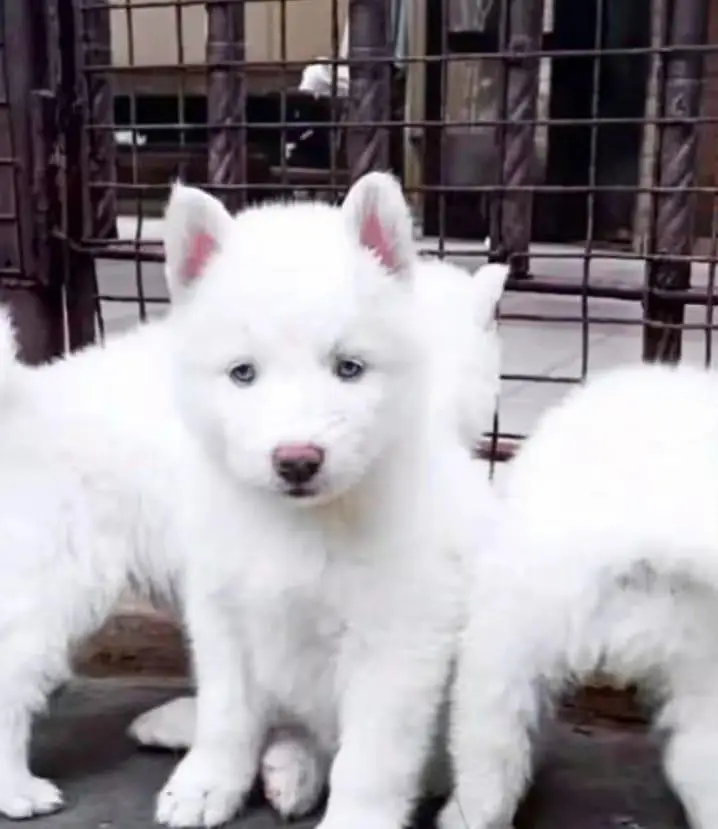 husky dog 2 months ago and for sale delivery all Pakistan — photo 3