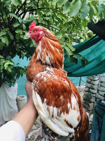 Top Quality Mirthi Breed