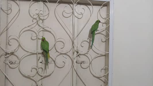 green neck parrot 1 piece