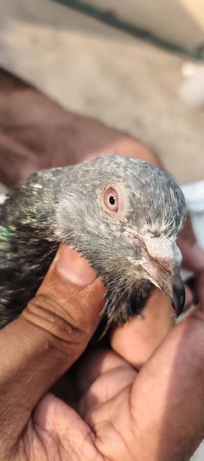Male & Female jo chayea ml Jay gy