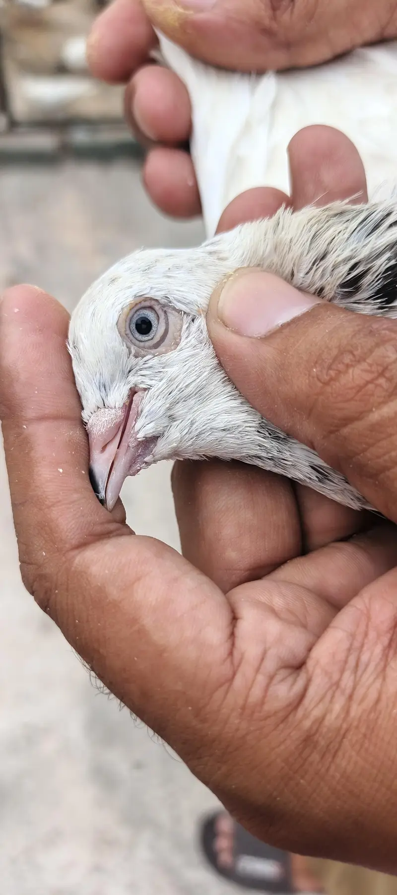 Male & Female jo chayea ml Jay gy — photo 3