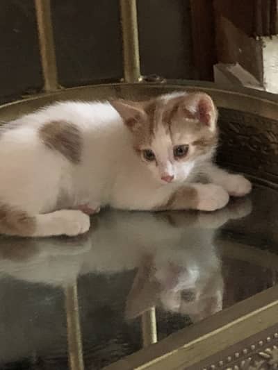 Cute Playful Kittens