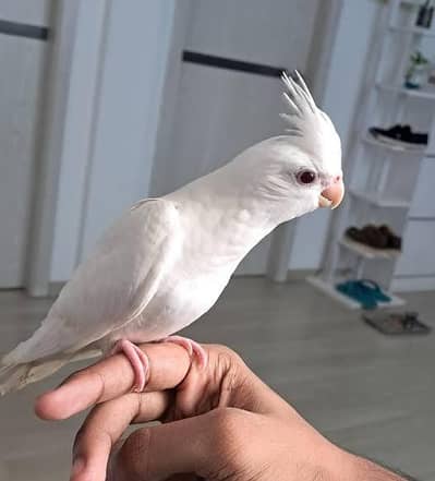 Healthy Breeding Pair Cockatiel | White & Grey | Lahore | Rs. 7,000