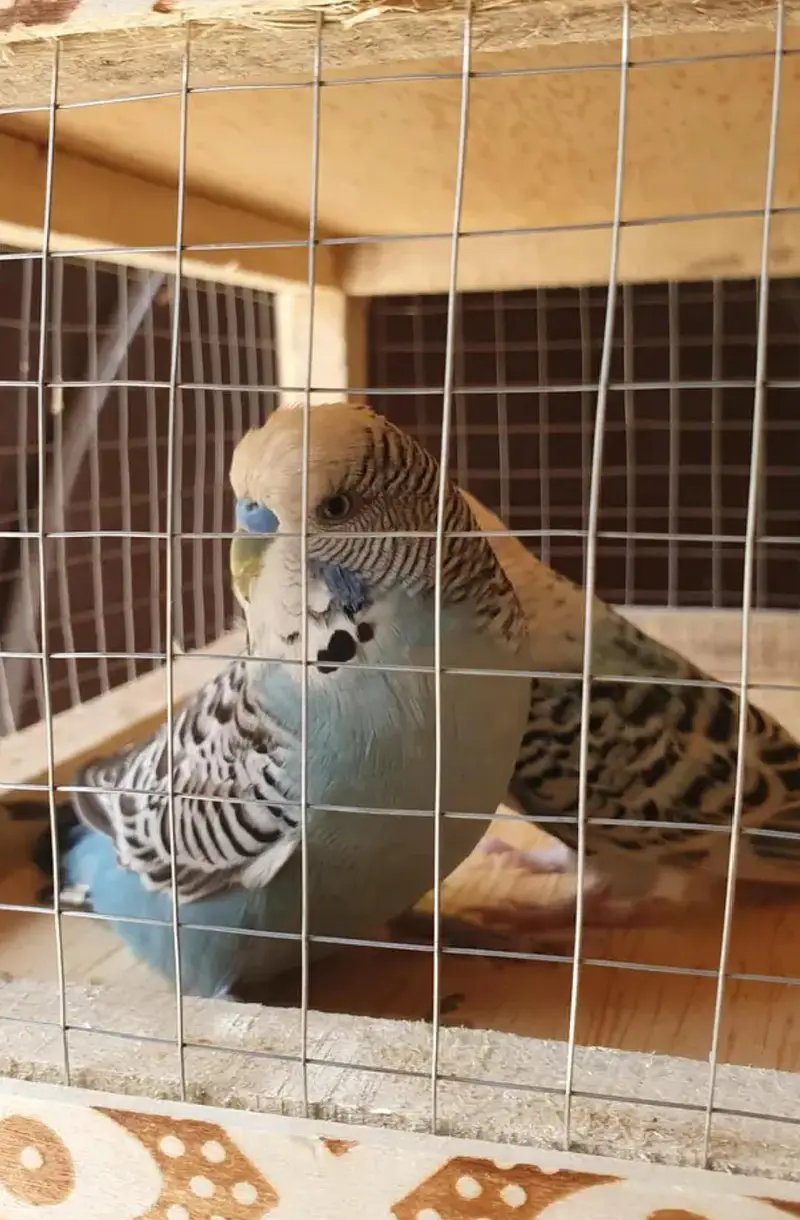 Exibitio×TCB breeder pair — photo 2
