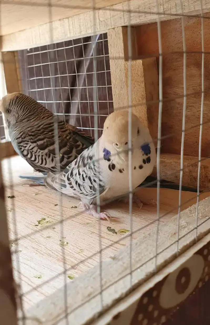 Exibitio×TCB breeder pair — photo 4
