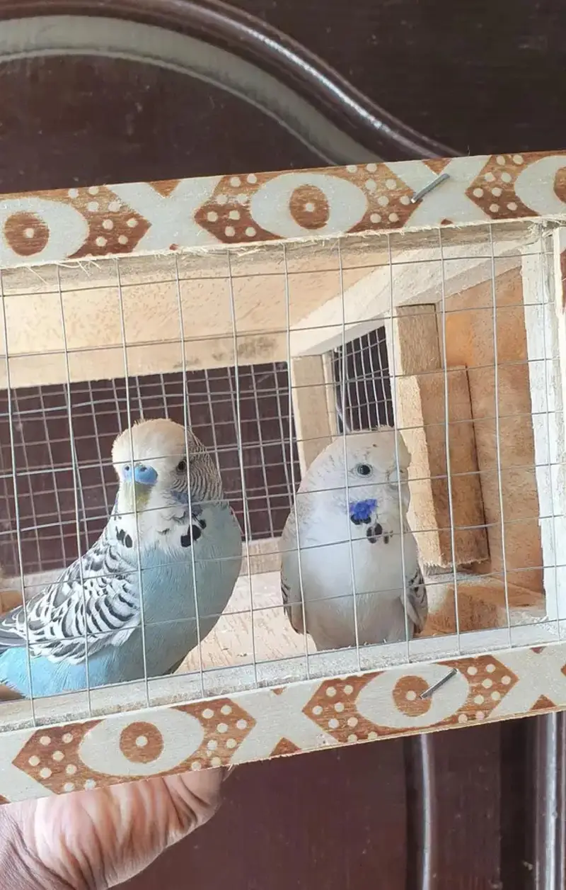 Exibitio×TCB breeder pair — photo 5