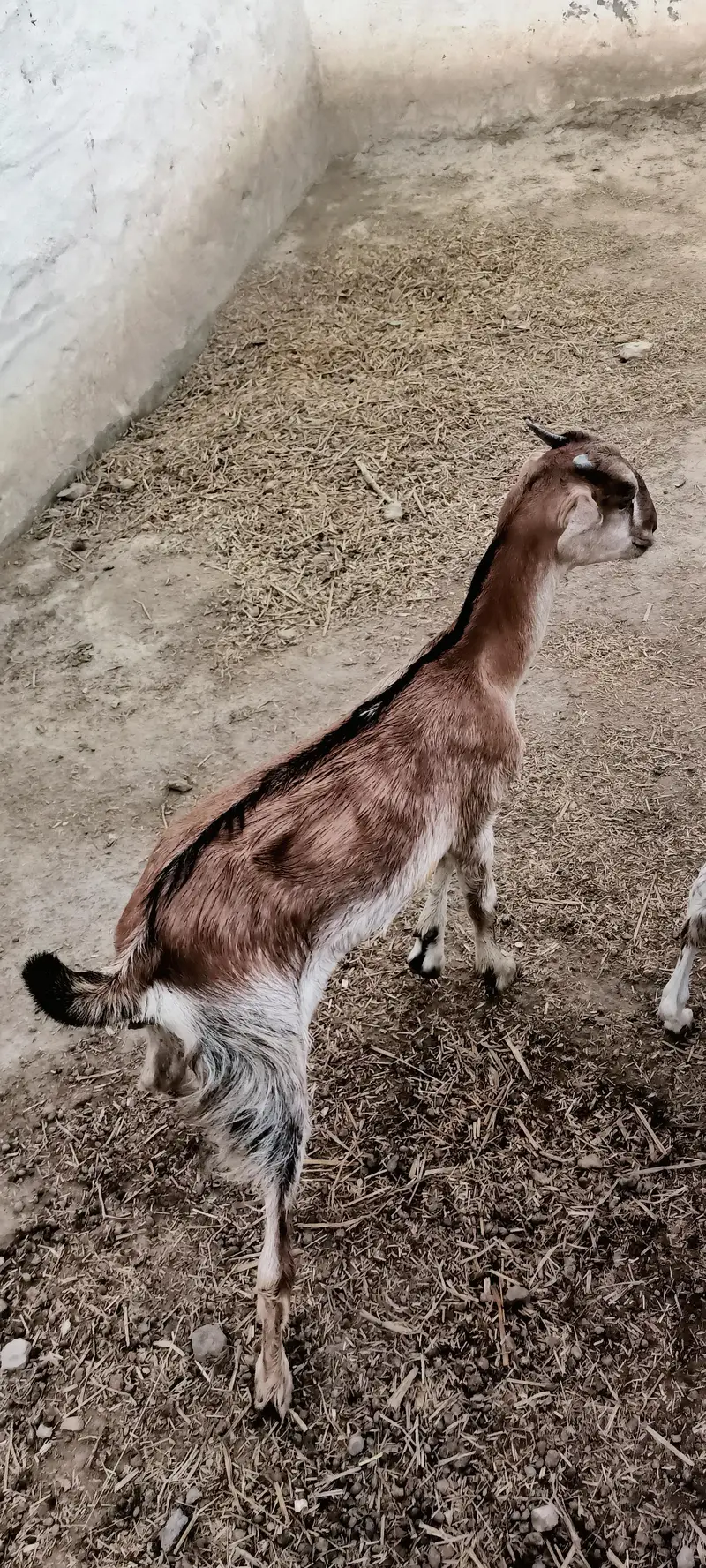 goat style D33r — photo 2
