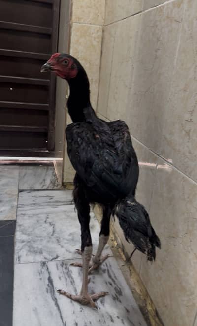 Aseel best quality just shouken or chez ki paicha  waly contact karein