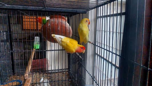 Lovebird breeder pair
