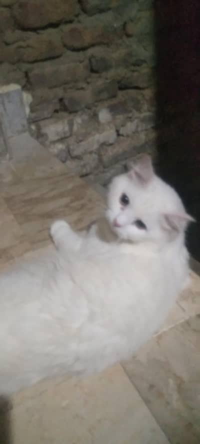 cat for selling