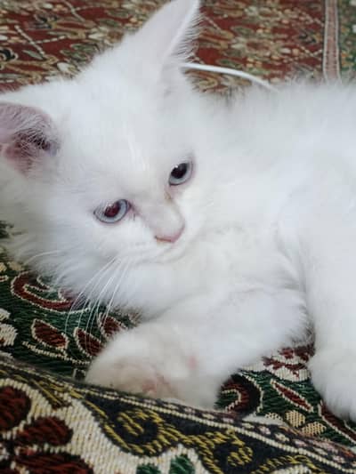 white triple coat blue eyes Persian cat kitten