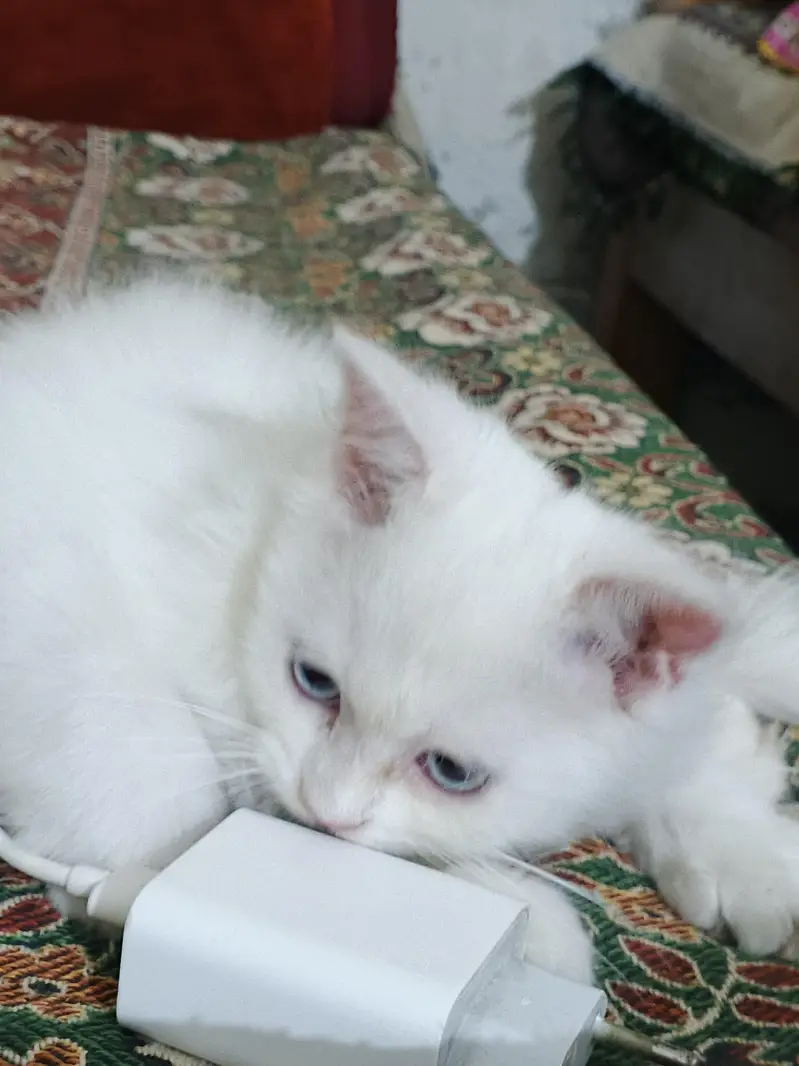 white triple coat blue eyes Persian cat kitten — photo 2