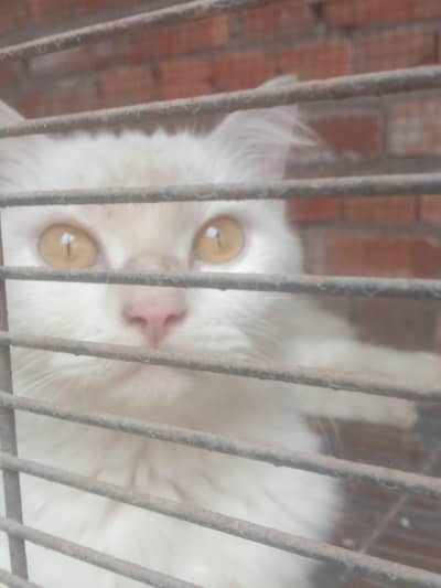 white cat double coat trained ha