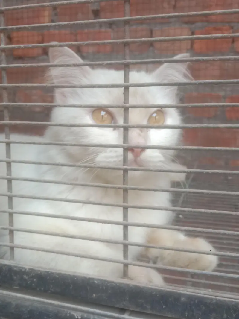 white cat double coat trained ha — photo 2