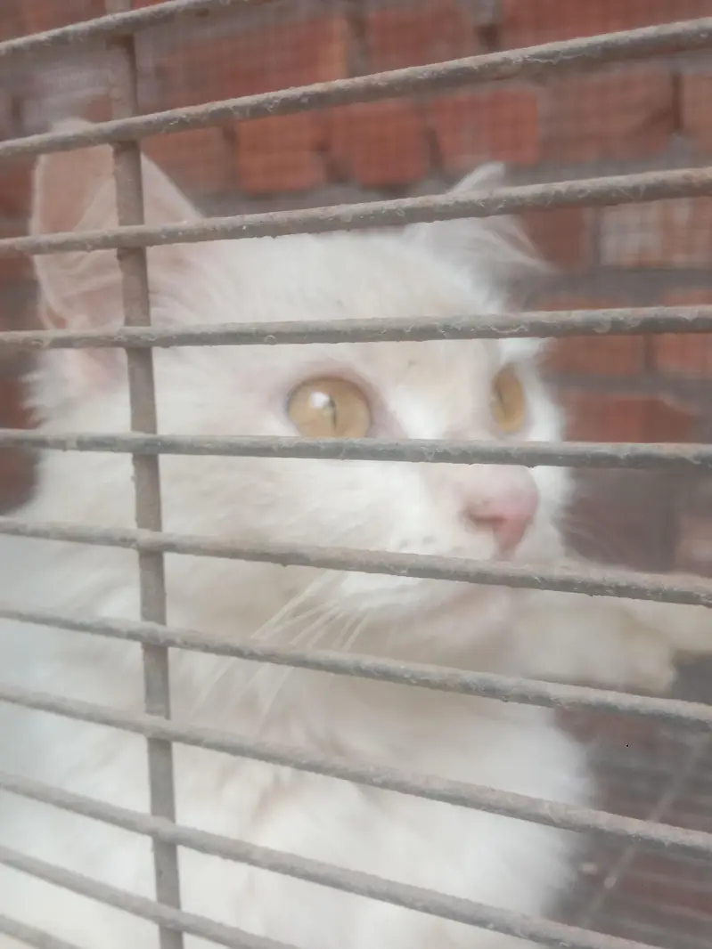 white cat double coat trained ha — photo 3