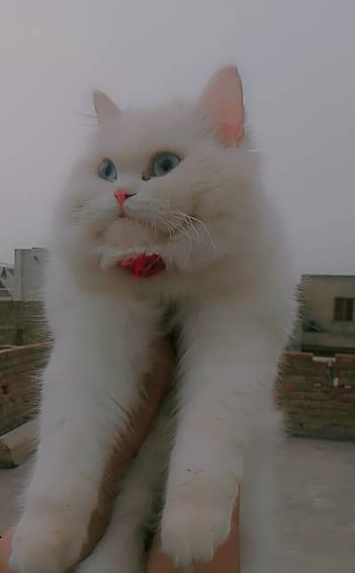 full active cat