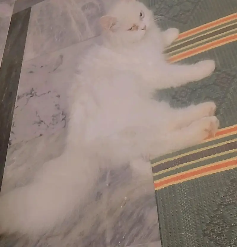 full active cat — photo 2
