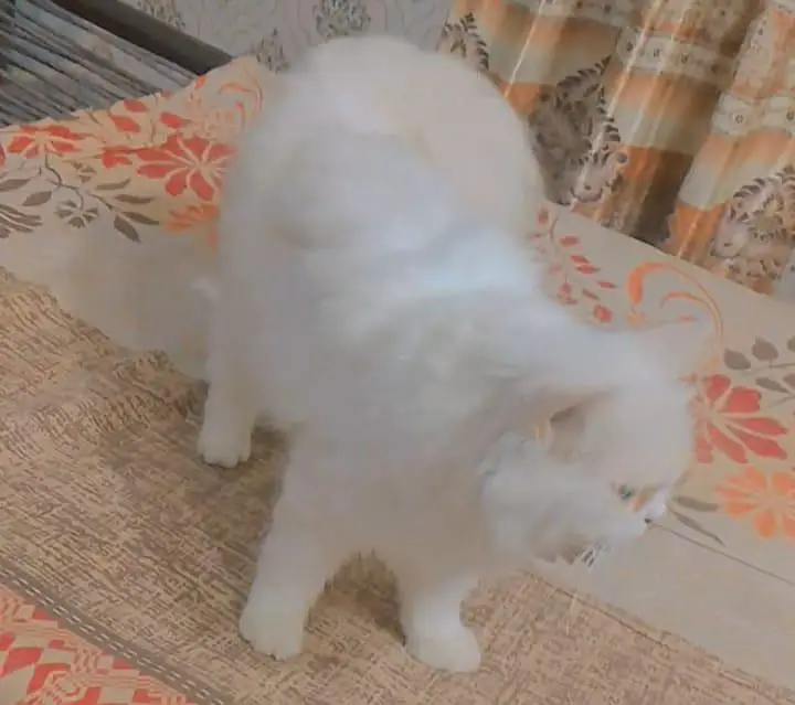 full active cat — photo 3