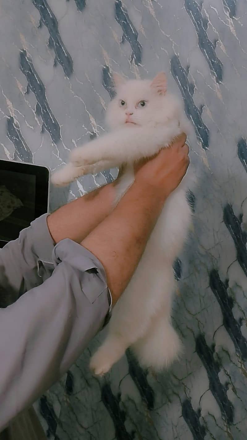 full active cat 3