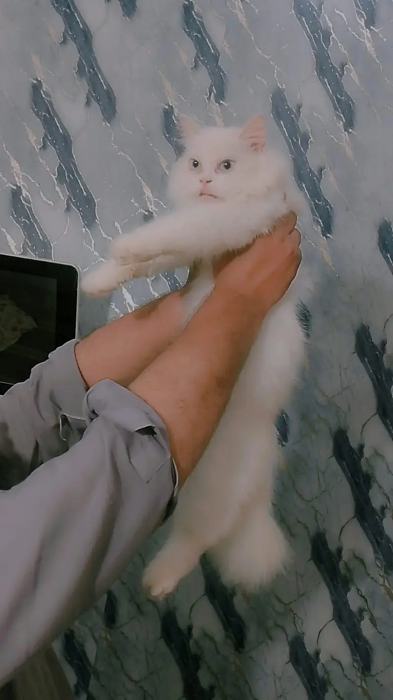 full active cat — photo 4