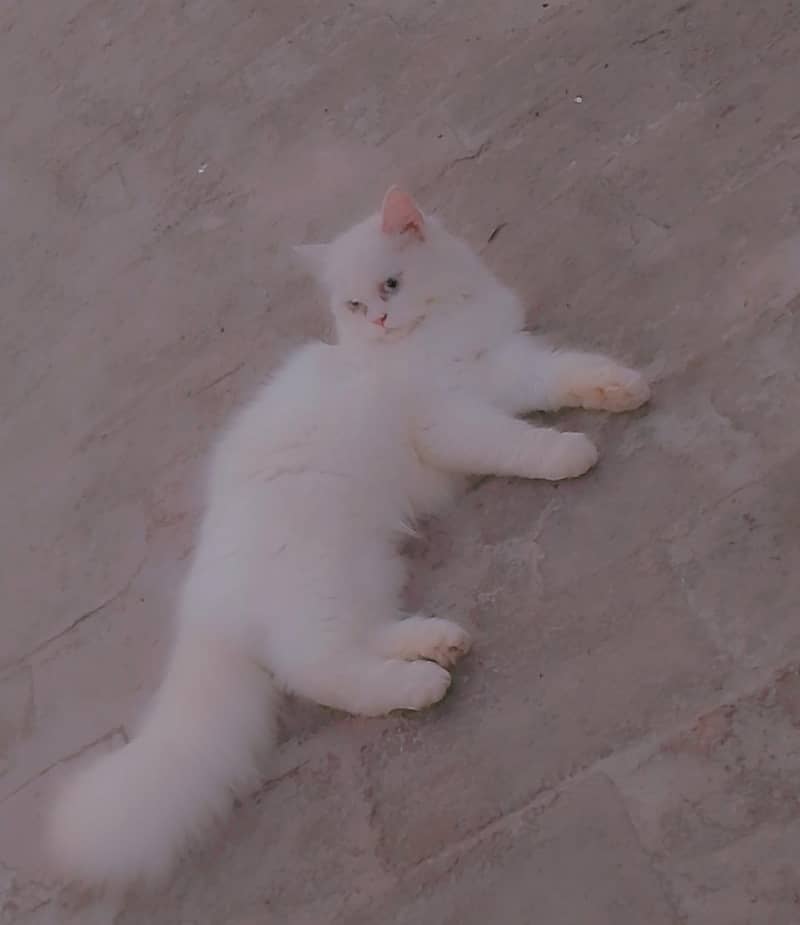 full active cat 4