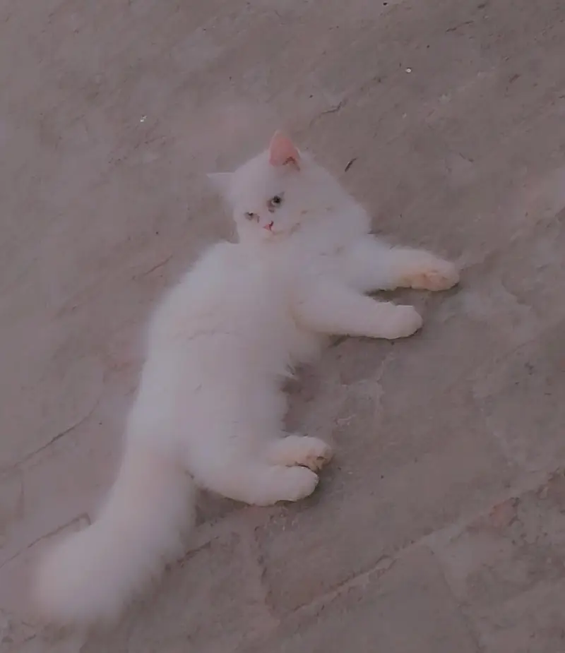 full active cat — photo 5