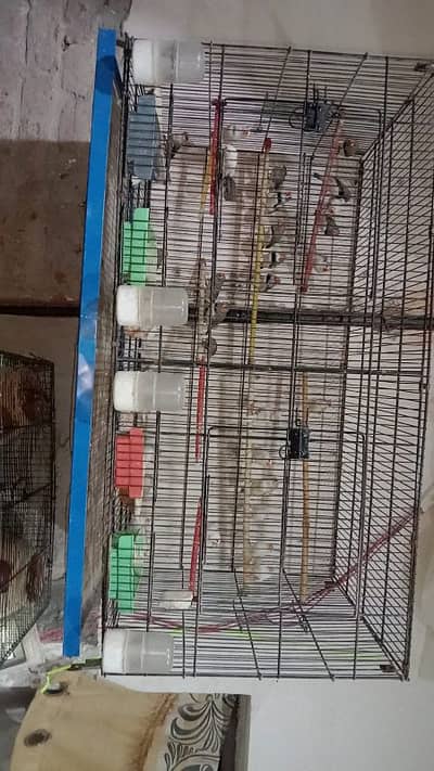 finches , love birds and cages for sale