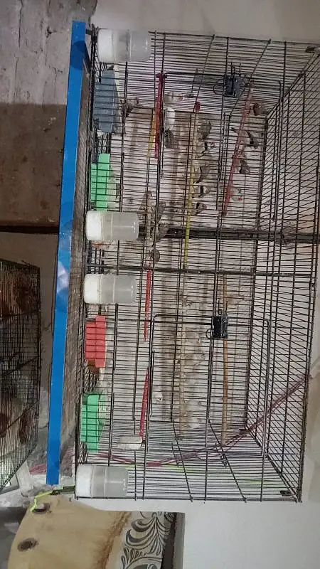 finches , love birds and cages for sale