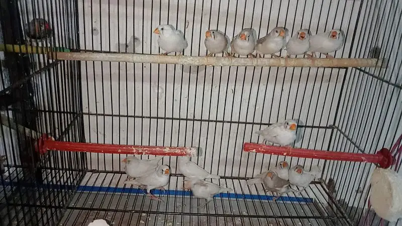finches , love birds and cages for sale — photo 2