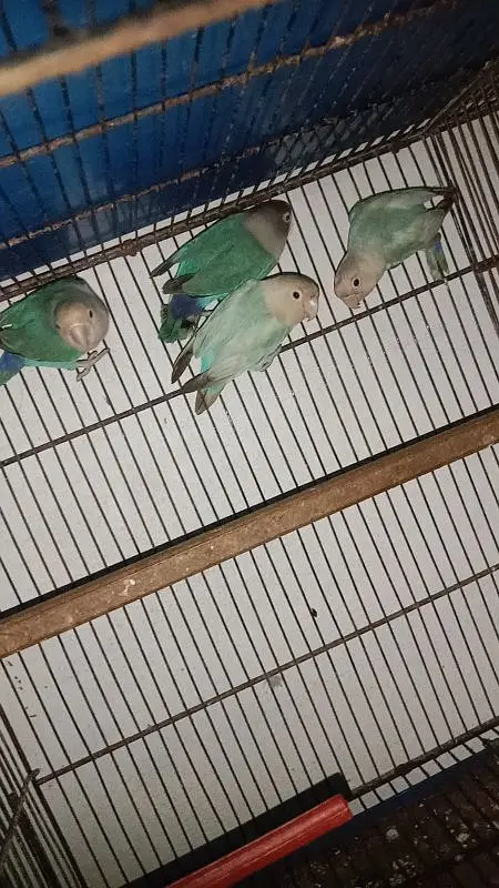 finches , love birds and cages for sale — photo 4