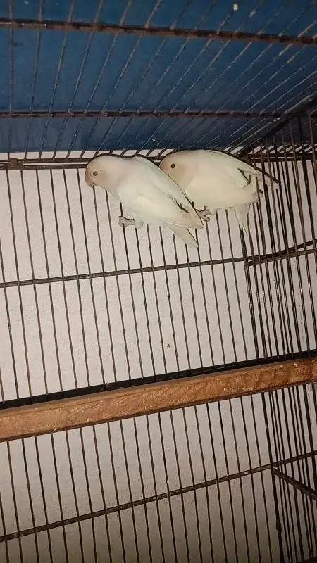 finches , love birds and cages for sale — photo 5