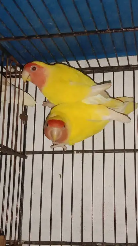 finches , love birds and cages for sale — photo 6